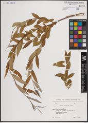 Foto von Salix excelsa S. G. Gmel.